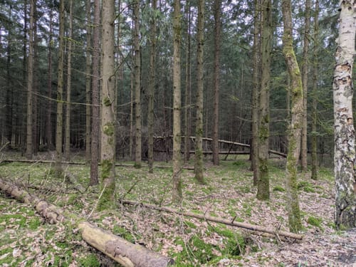 Südheide: Wo Eisvogel und Fischotter Gute Nacht sagen (mittlere Tour)