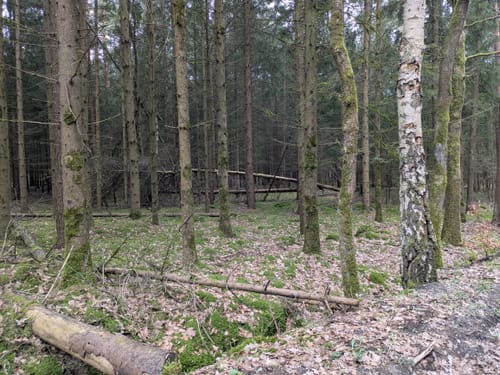 Südheide: Wo Eisvogel und Fischotter Gute Nacht sagen (mittlere Tour)