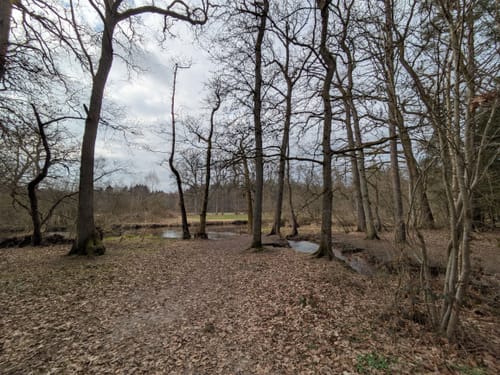 Südheide: Wo Eisvogel und Fischotter Gute Nacht sagen (mittlere Tour)