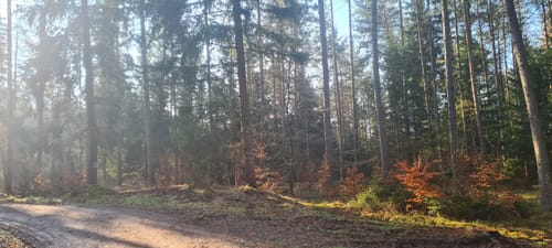 Hohe Tanne - Sackdilling