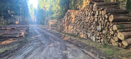 Hohe Tanne - Sackdilling