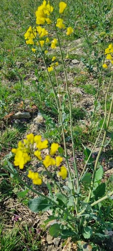 Natura Trail Mandelbachtal