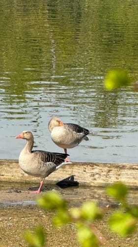 Rund um den Zülpicher See