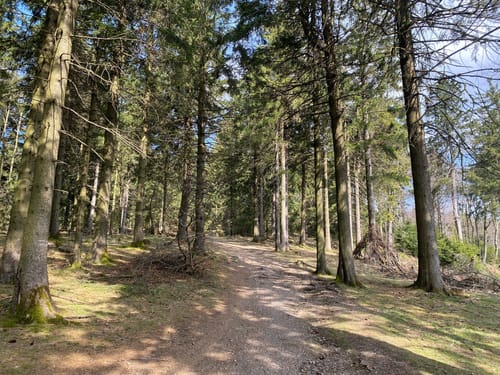 Auf den Großen Feldberg