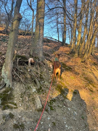 Ziegenrück: an der Saale zum Lasterberg
