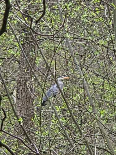 Im Gysenberger Wald