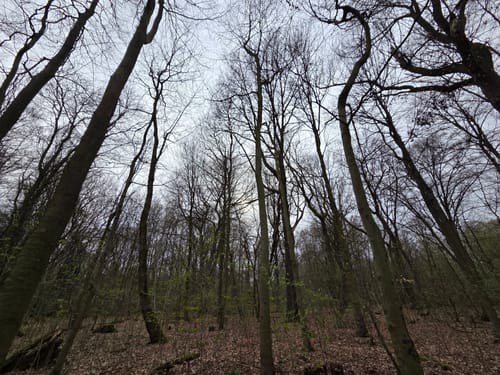 Im Gysenberger Wald