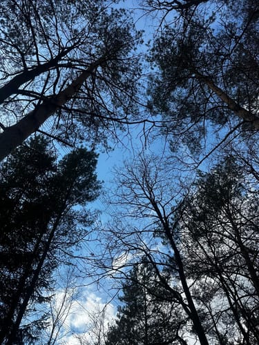 Heimatkundlicher Wanderweg Hövelhofer Wald