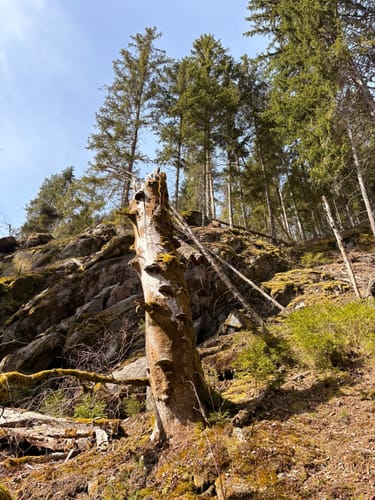 Uferpfad-Runde Waldnaabtal (lang)
