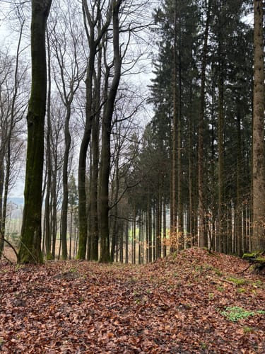 Lerchensporn und Bärlauch
