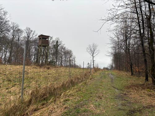 Lerchensporn und Bärlauch