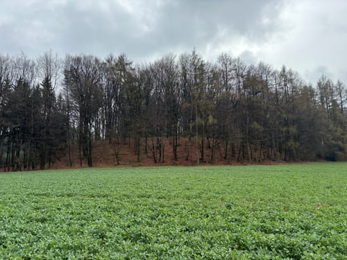 Lerchensporn und Bärlauch
