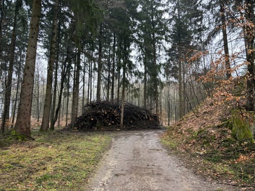 Lerchensporn und Bärlauch