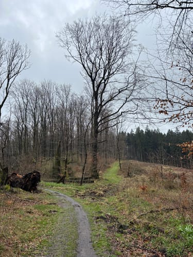 Lerchensporn und Bärlauch