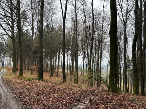 Lerchensporn und Bärlauch