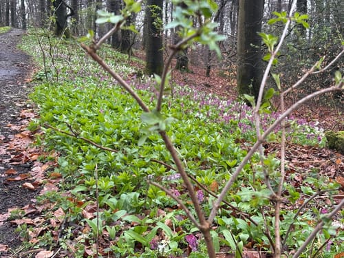 Lerchensporn und Bärlauch