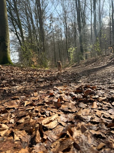 Walk of Wisdom Etappe 3: Kranenburg - Plasmolen