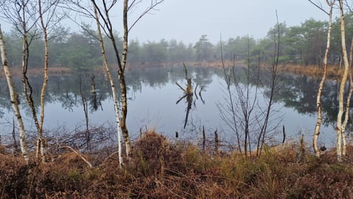 Durch das Naturschutzgebiet Hohes Moor