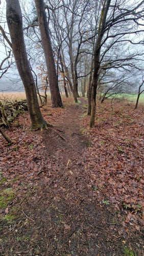 Durch das Naturschutzgebiet Hohes Moor