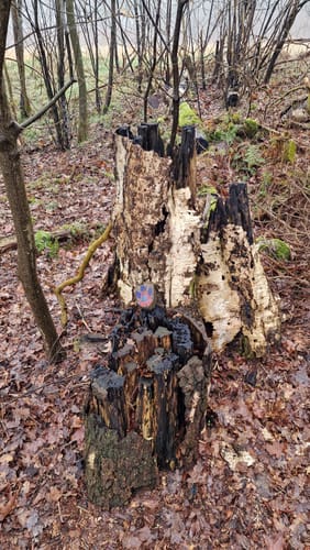 Durch das Naturschutzgebiet Hohes Moor