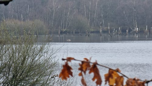 Durch das Naturschutzgebiet Hohes Moor