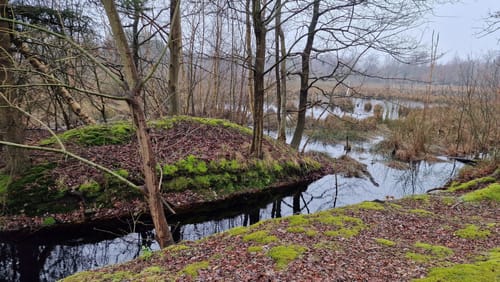 Durch das Naturschutzgebiet Hohes Moor