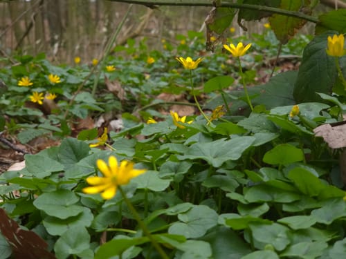 Im Gysenberger Wald