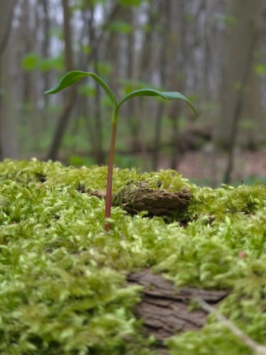 Im Gysenberger Wald
