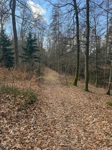 Alzenau 2 : Wald und Wallfahrt