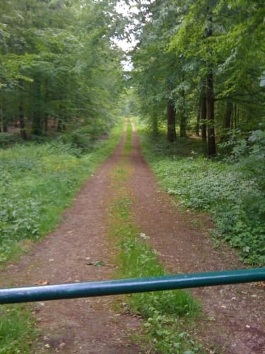 Trimmpfad im Reinfelder Wald