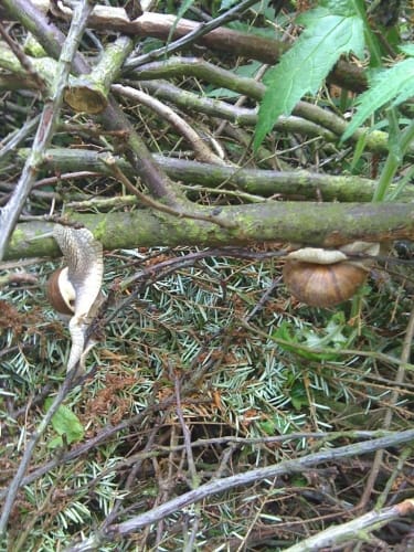 Trimmpfad im Reinfelder Wald