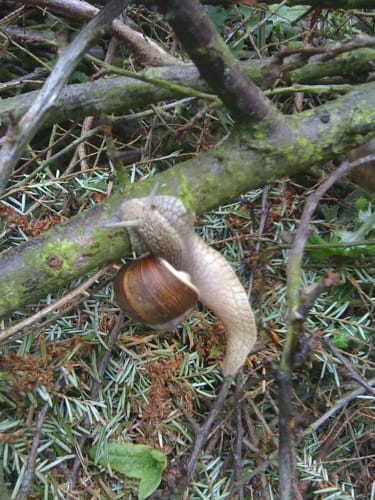 Trimmpfad im Reinfelder Wald