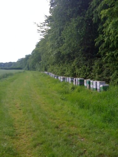 Trimmpfad im Reinfelder Wald