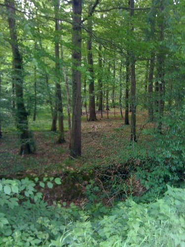 Trimmpfad im Reinfelder Wald