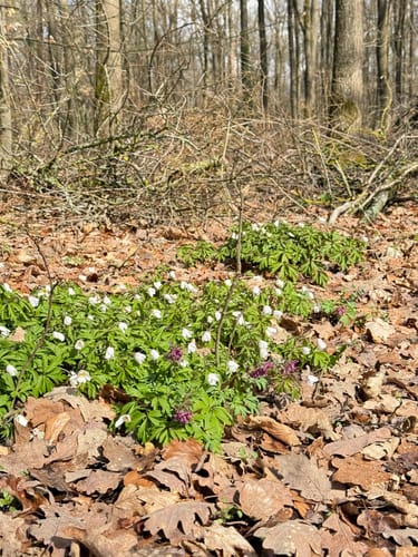 Michelsberger Wald bei Bamberg