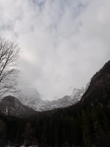 Wildfütterung
