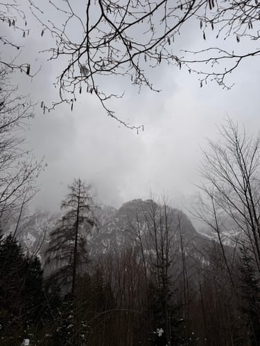 Wildfütterung
