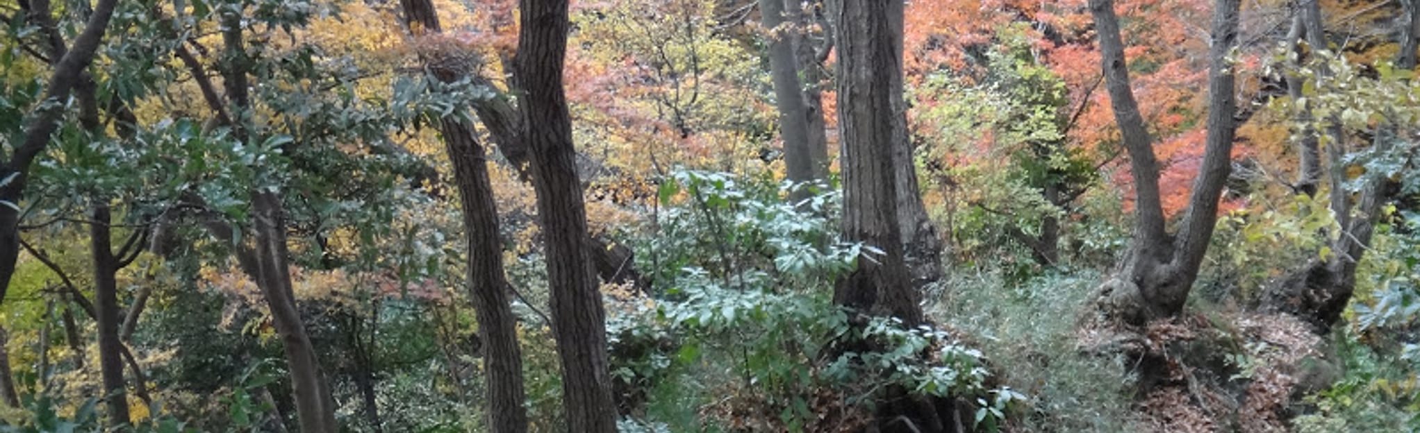 Genji Mountain, Kanagawa, Japan - 3 Reviews, Map | AllTrails