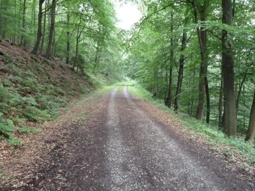 Sintfeld-Höhenweg Etappe 6: Bad Wünnenberg - Harth