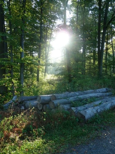 Waldschluchtenweg (Traumpfad)