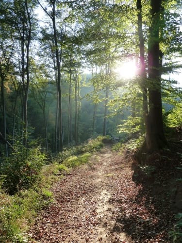 Waldschluchtenweg (Traumpfad)