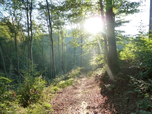 Waldschluchtenweg (Traumpfad)