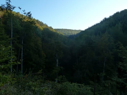 Waldschluchtenweg (Traumpfad)