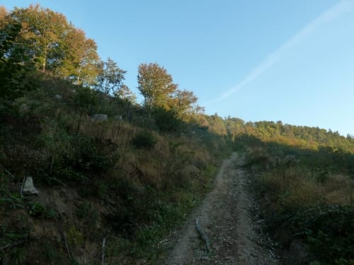 Waldschluchtenweg (Traumpfad)
