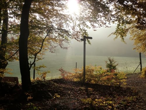 Waldseepfad Rieden (Traumpfad)