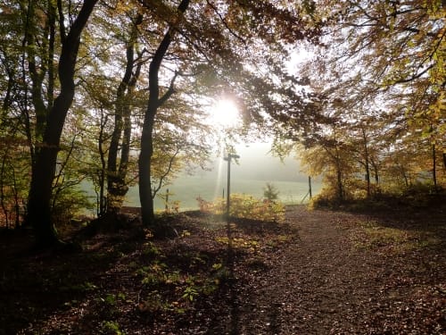 Waldseepfad Rieden (Traumpfad)