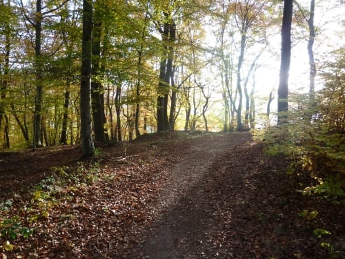 Waldseepfad Rieden (Traumpfad)