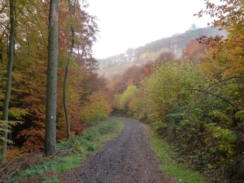 Waldseepfad Rieden (Traumpfad)