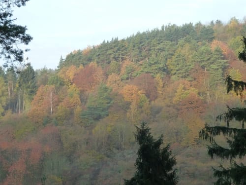 Waldseepfad Rieden (Traumpfad)