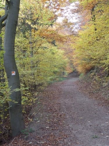 Waldseepfad Rieden (Traumpfad)